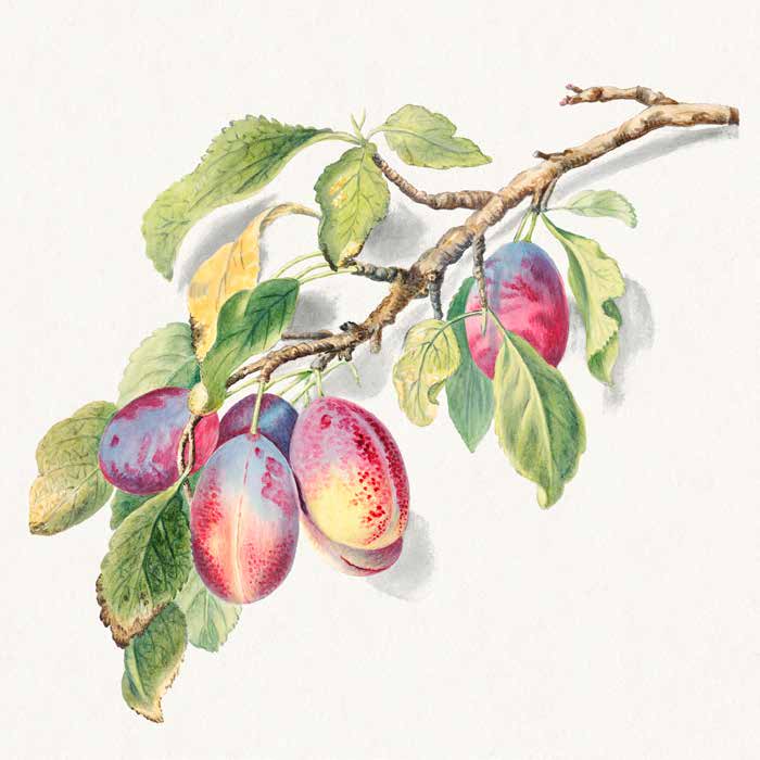 1AA5670 - Anonymous - A branch of ripe plums