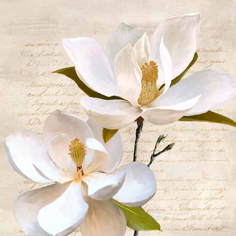 1LC6437 - Luca Villa - Ivory Magnolia II