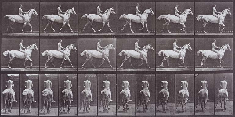 2AP7116 - Eadweard Muybridge - Animal Locomotion