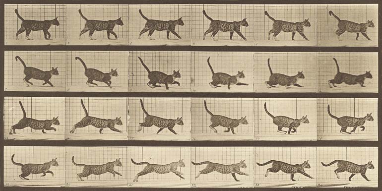 2AP7450 - Eadweard Muybridge - Animal Locomotion: A Cat