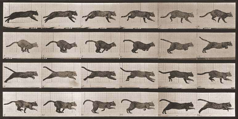2AP7946 - EADWEARD MUYBRIDGE - Cat galloping, 1887