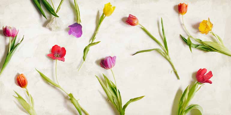 2TR6429 - Teo Rizzardi - Cut Tulips