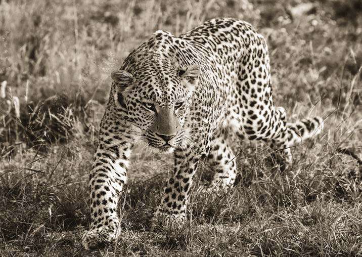 3AP7888 - PANGEA IMAGES - African Leopard