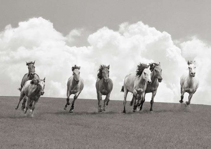 3AP7892 - PANGEA IMAGES - Herd of Wild Horses