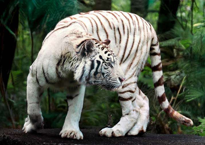 3AP7937 - PANGEA IMAGES - White Bengal Tiger