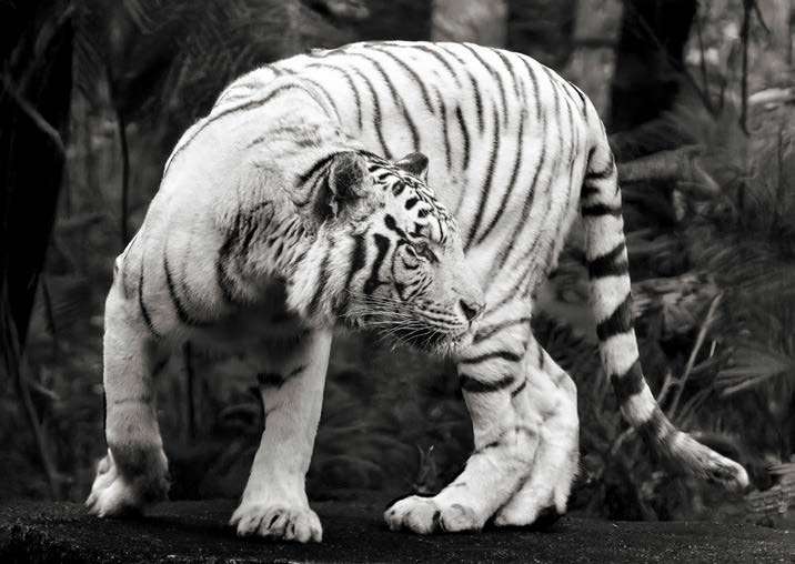 3AP7938 - PANGEA IMAGES - White Bengal Tiger (B&W)