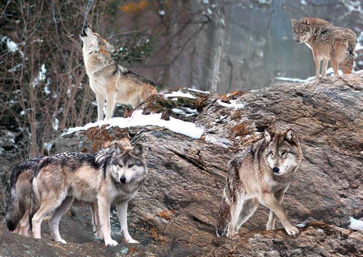 3AP7944 - PANGEA IMAGES - Wolf Pack, Alaska