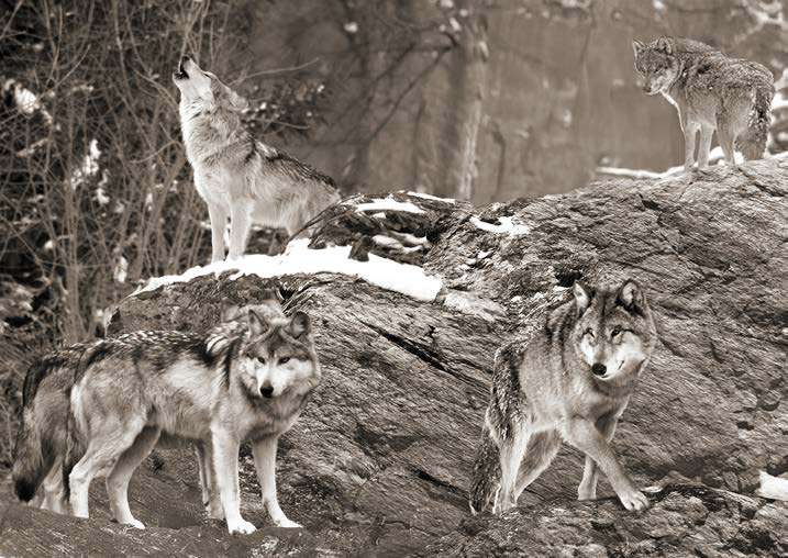 3AP7945 - PANGEA IMAGES - Wolf Pack, Alaska (B&W)