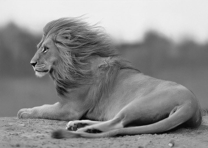 3AP7960 - PANGEA IMAGES - Young Lion