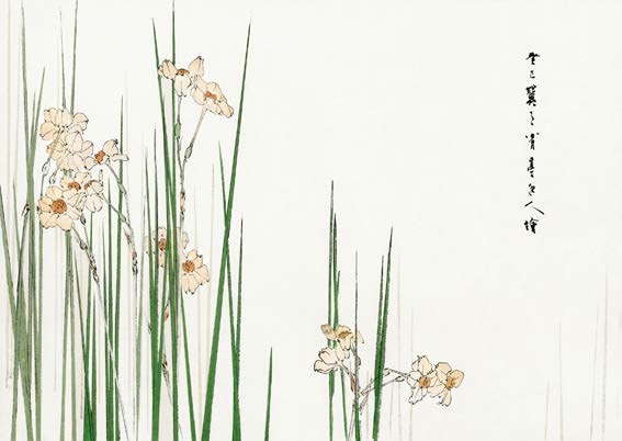 3HI7373 - Watanabe Seitei - Jonquil illustration, 1896