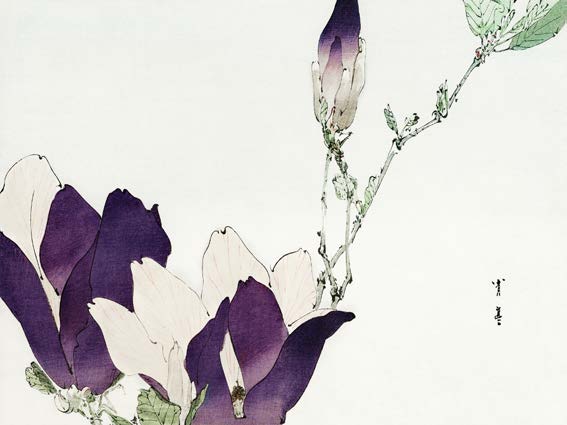 3HI7374 - Watanabe Seitei - Purple magnolia, 1896
