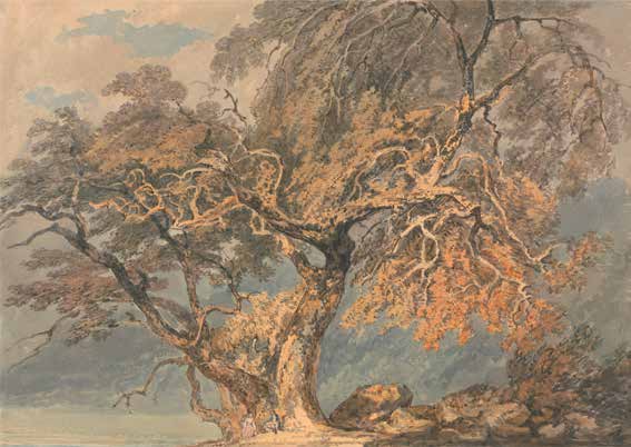 3WT6543 - William Turner - A Great Tree
