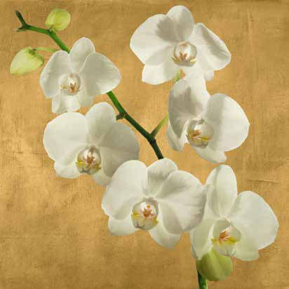 1AT5750 - Andrea Antinori - Orchids on a Golden Background I