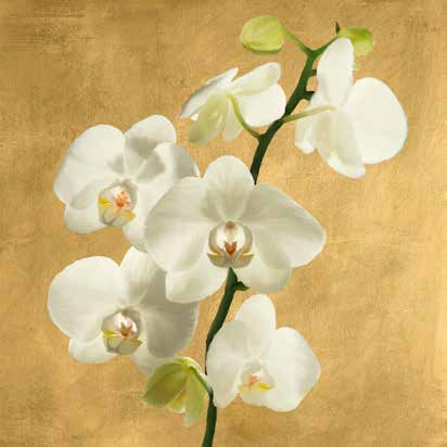 1AT5751 - Andrea Antinori - Orchids on a Golden Background II