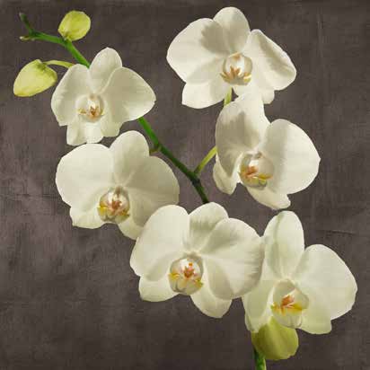 1AT5752 - Andrea Antinori - Orchids on Grey Background I