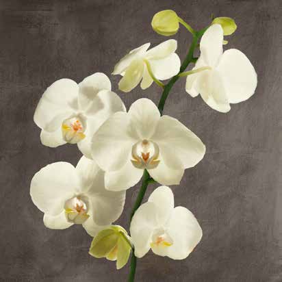 1AT5753 - Andrea Antinori - Orchids on Grey Background II