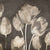 1LC5520 - Luca Villa - Washed Tulips II