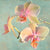 1LC5822 - Luca Villa - Jewel Orchids I