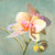 1LC5823 - Luca Villa - Jewel Orchids II
