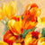 1SN6227 - Jim Stone - Tulips in the Sun I