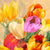 1SN6229 - Jim Stone - Colorful Tulips I