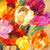 1SN6230 - Jim Stone - Colorful Tulips II