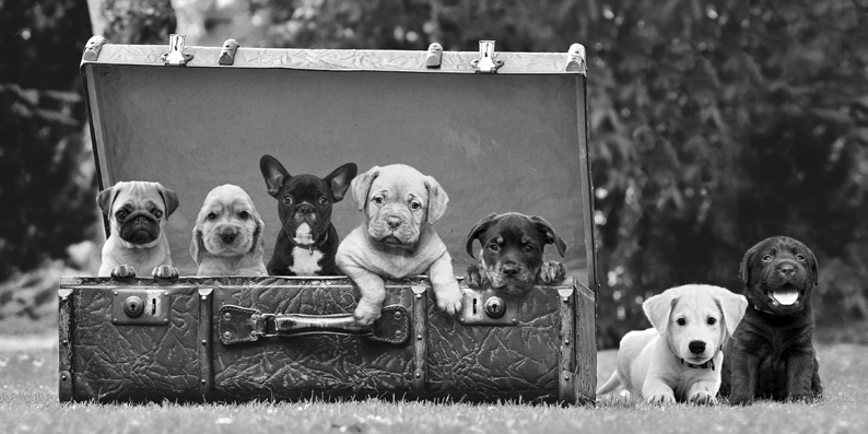 2AP6149 - Pangea Images - Dog Pups in a Suitcase