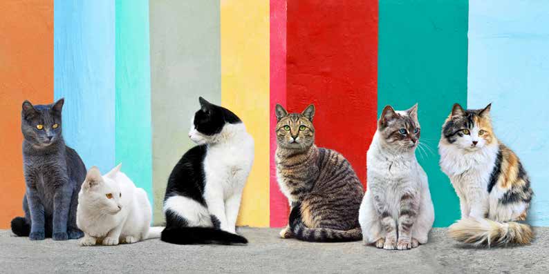 2AP6151 - Pangea Images - Cats in the Sun