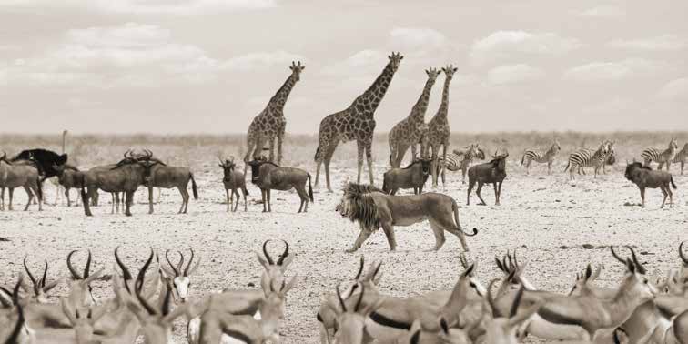 2AP6154 - Pangea Images - Sovereign passing by (Masai Mara, BW)