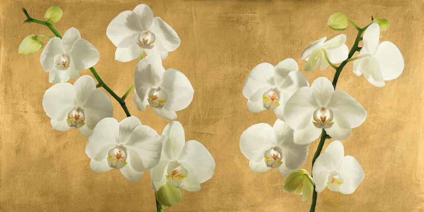 2AT5747 - Andrea Antinori - Orchids on a Golden Background