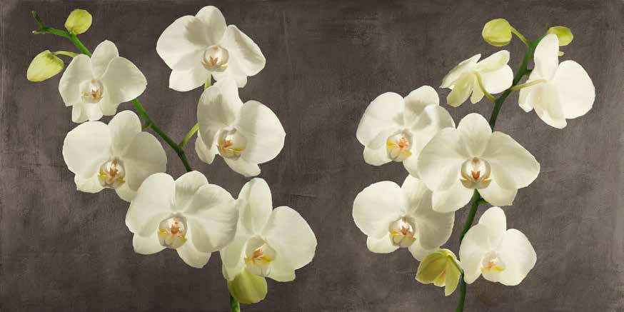 2AT5748 - Andrea Antinori - Orchids on Grey Background