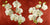 2AT5749 - Andrea Antinori - Orchids on Red Background