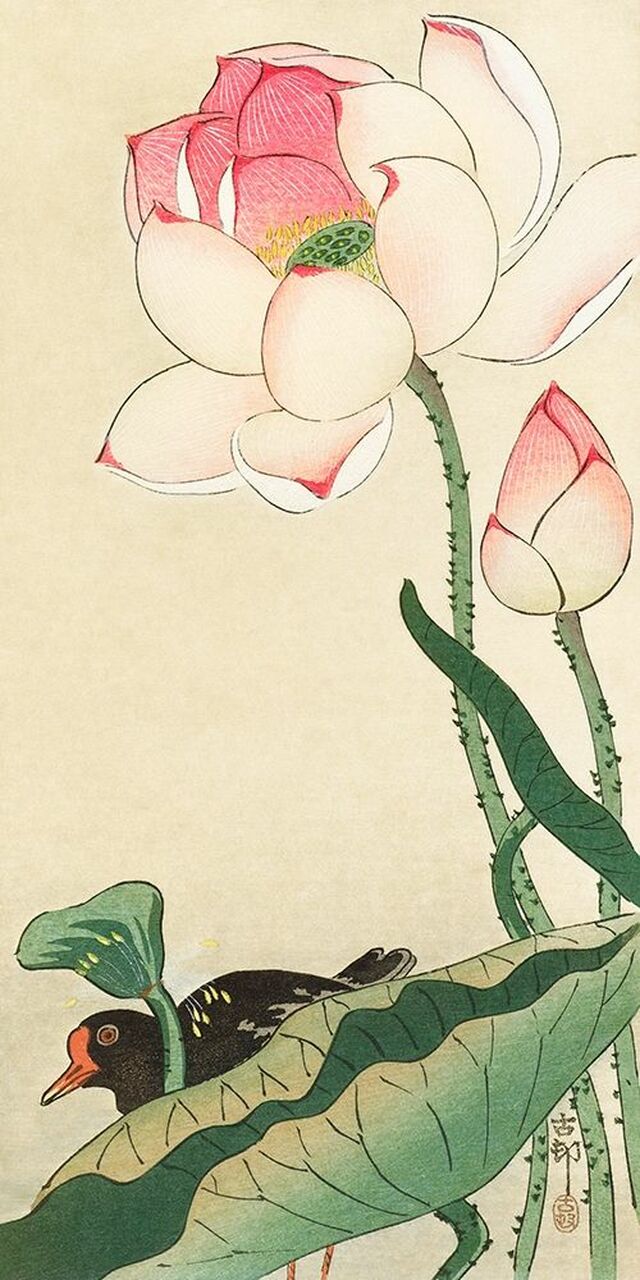 2JP5031 - Ohara Koson - Lotus Flowers