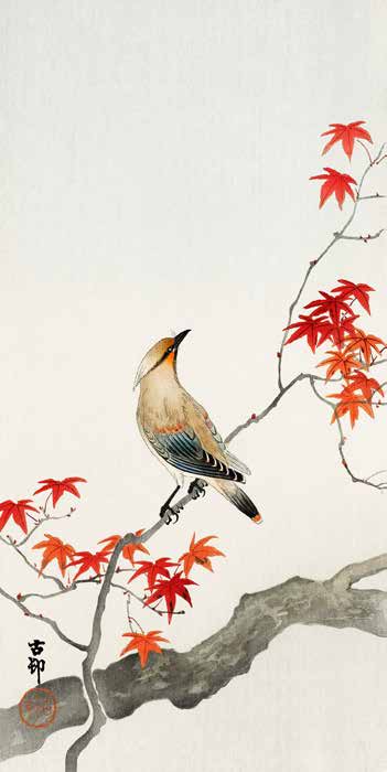 2JP5692 - Ohara Koson - Japanese Jay on Maple