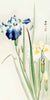 2JP6336 - Ohara Koson - Irises