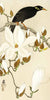 2JP6337 - Ohara Koson - Myna on Magnolia Branch
