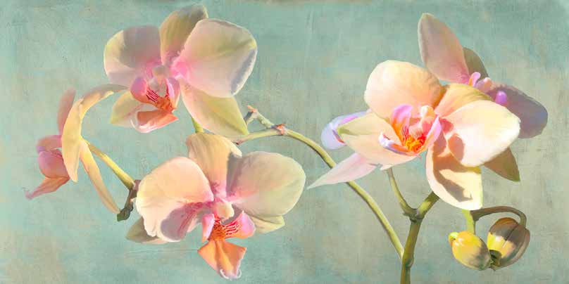 2LC5821 - Luca Villa - Jewel Orchids