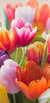 2LC5826 - Luca Villa - Spring Tulips II