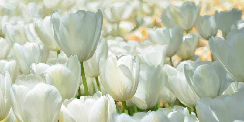 2LC6218 - Luca Villa - Field of White Tulips