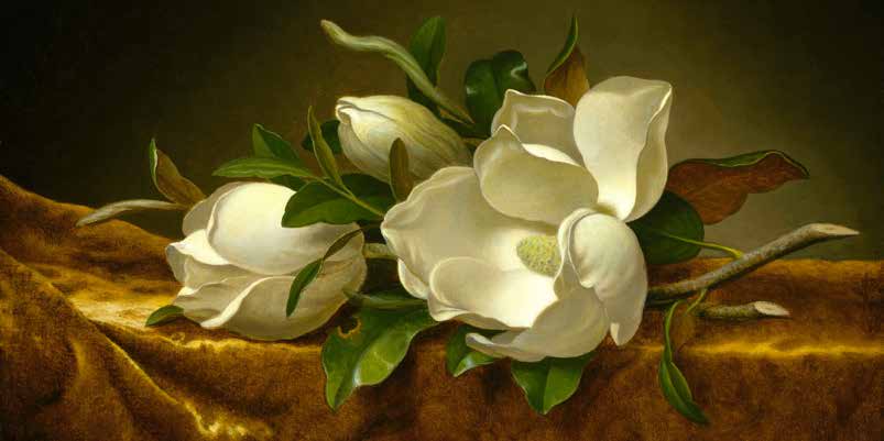 2MH1605 - MARTIN JOHNSON HEADE - Magnolias on Gold Velvet Cloth