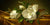 2MH1605 - MARTIN JOHNSON HEADE - Magnolias on Gold Velvet Cloth