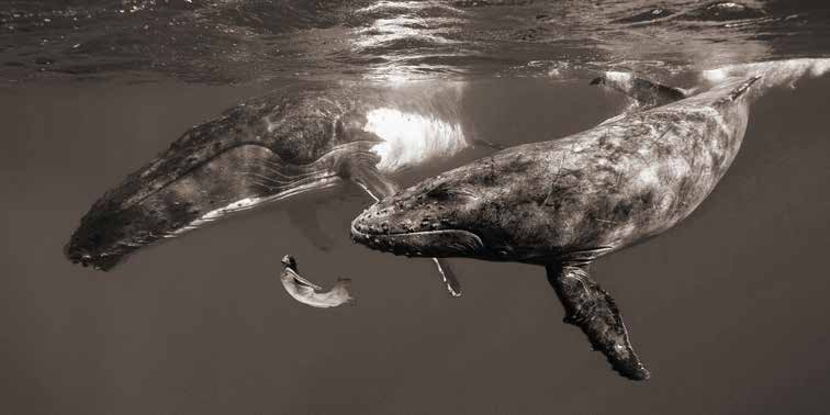 2MR5896 - Marc Moreau - La Fille de la Mer