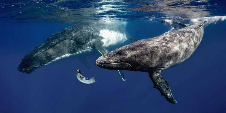 2MR5897 - Marc Moreau - La Fille de la Mer (couleur)