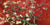 2VG3105 - VAN GOGH DECO - Mandorlo in fiore (red variation, detail)