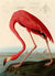 3AA2230 - John James Audubon - American Red Flamingo