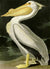 3AA2231 - John James Audubon - American White Pelican