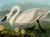 3AA2232 - John James Audubon - Common American Swan
