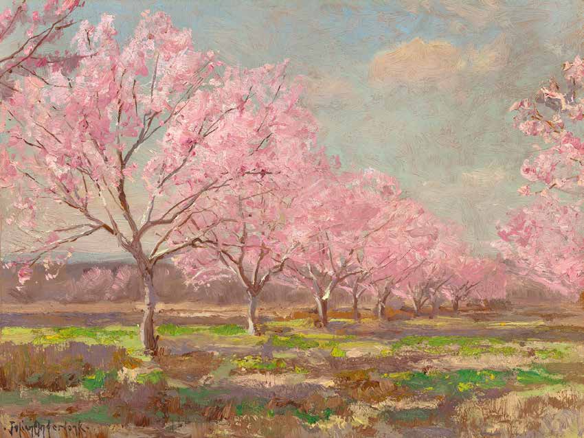 3AA3071 - Julian Onderdonk - Peach orchard on Mavericks farm
