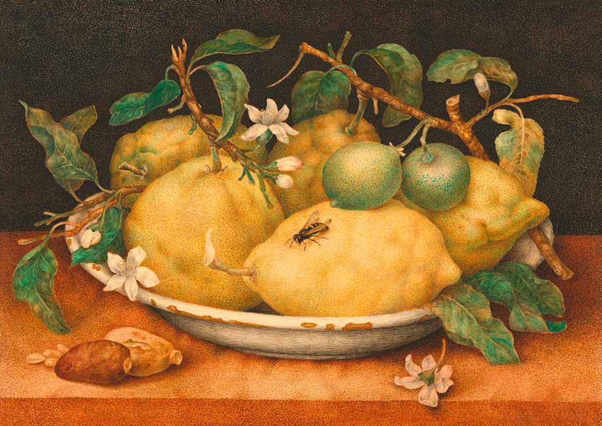 3AA4645 - Giovanna Garzoni - Natura morta con cedri