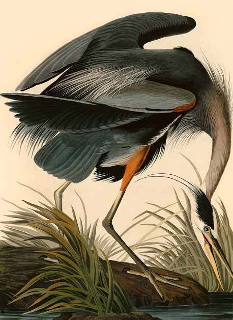 3AA4972 - John James Audubon - Great Blue Heron
